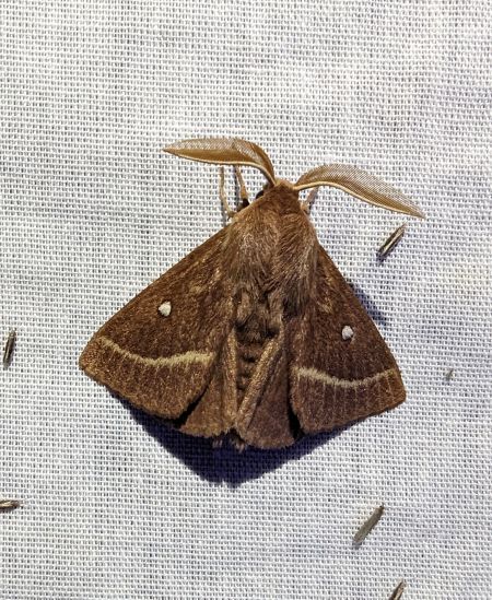 Lasiocampa trifolii 