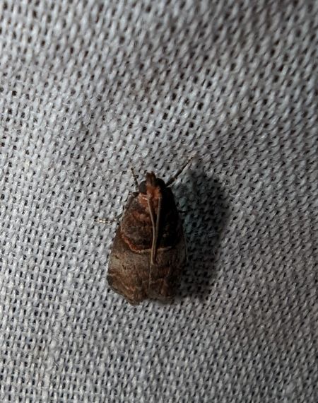Acrobasis advenella 
