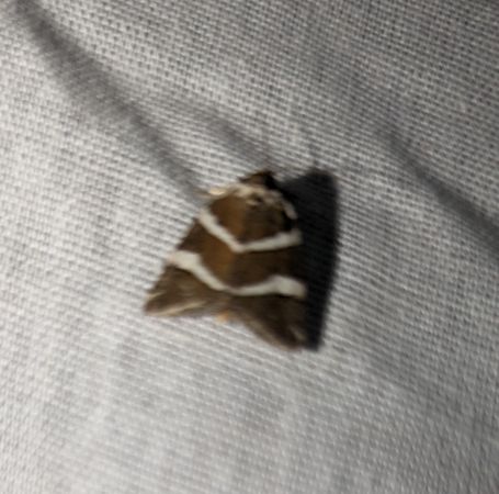 Deltote bankiana 