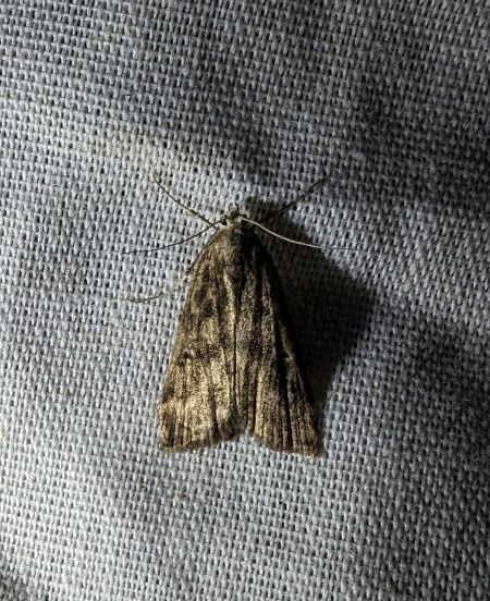 Hydrocampe de la Stratiote 