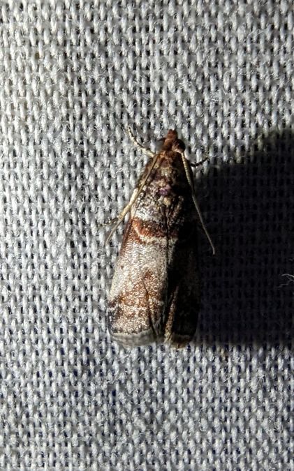 Acrobasis advenella 