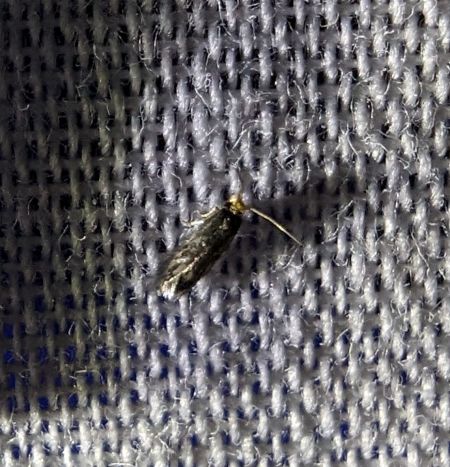 Stigmella sp. 