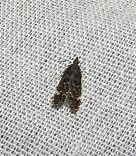 Dichomeris alacella 