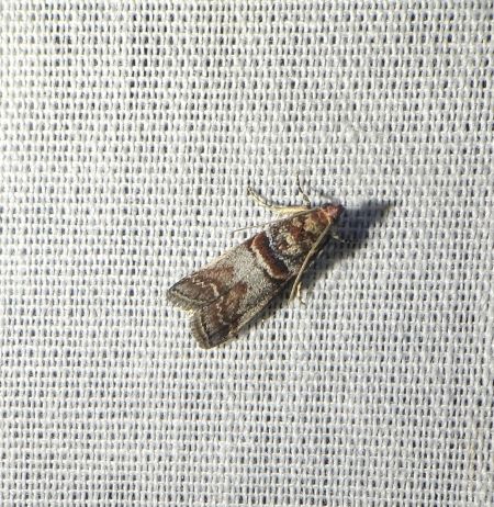 Acrobasis advenella 