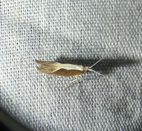 Ypsolopha dentella 