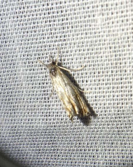 Catoptria falsella 