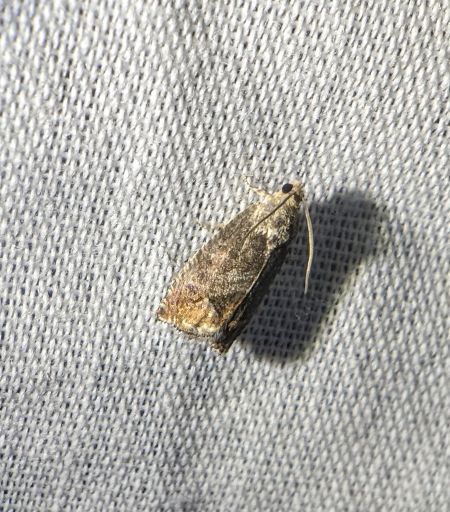 Cydia splendana 