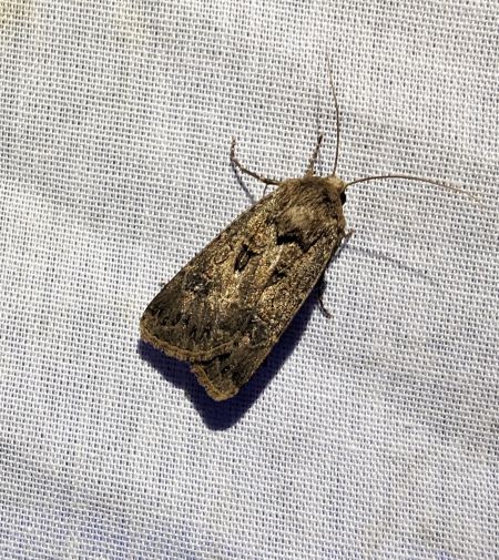 Noctuelle trapue 