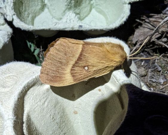 Bombyx du Chêne 