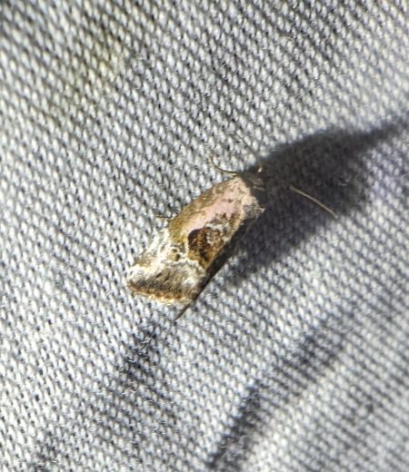 Elaphria venustula 