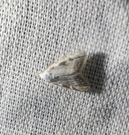 Meganola albula 