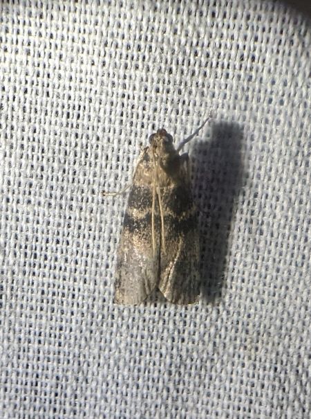 Euzophera pinguis 