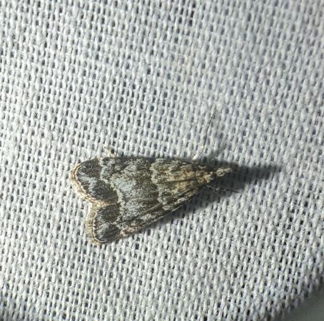 Eudonia mercurella 