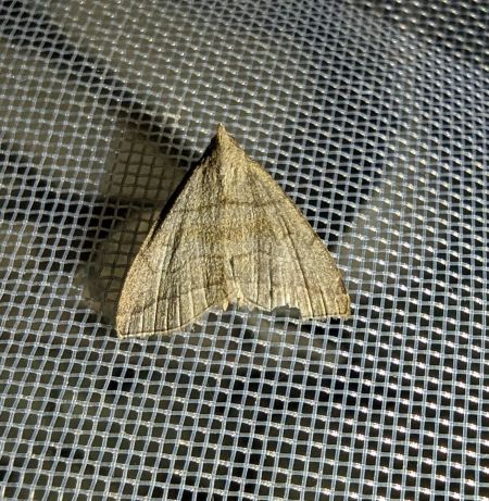 Herminia tarsicrinalis 