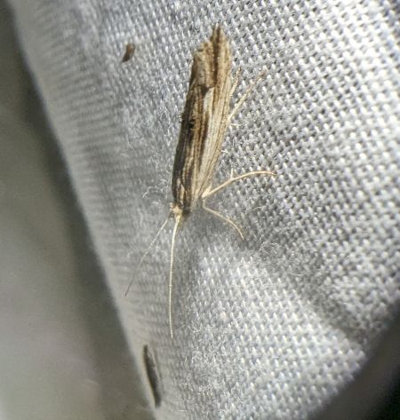 Ypsolopha scabrella 