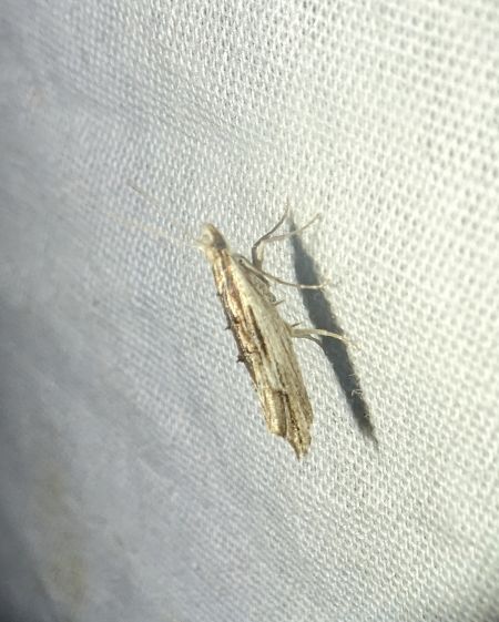 Ypsolopha scabrella 