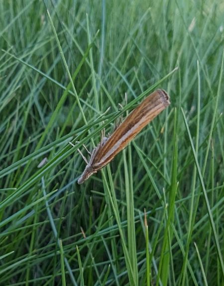 Crambus des tiges 