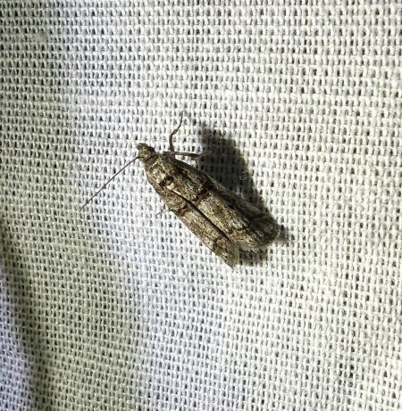 Khorassania compositella 