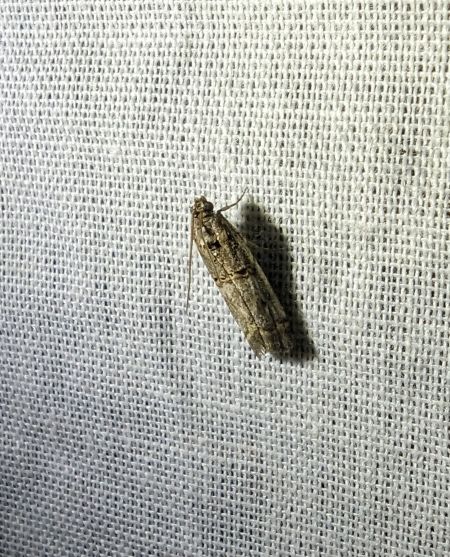 Khorassania compositella 