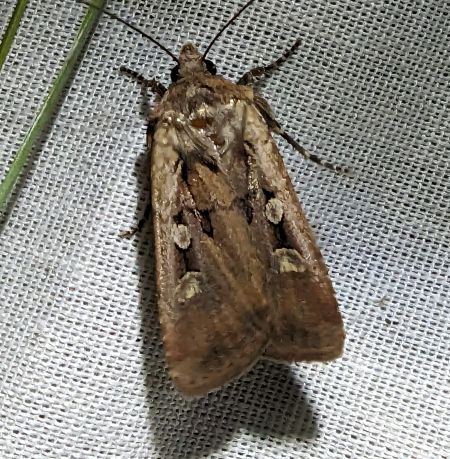 Euxoa obelisca 