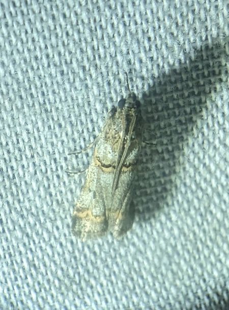 Khorassania compositella 