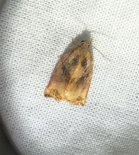 Archips podana 