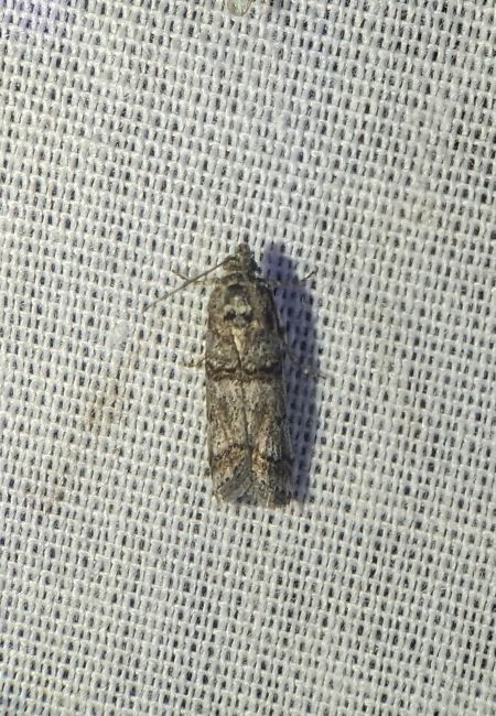 Khorassania compositella 
