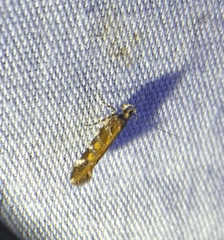 Aristotelia ericinella 