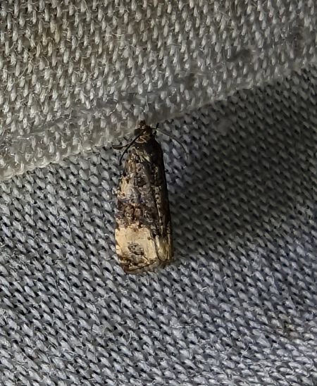 Endothenia sp. 