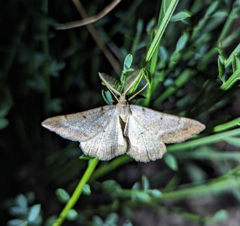 Selidosema brunnearia 