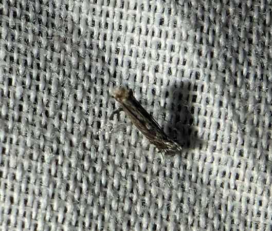 Parornix sp. 
