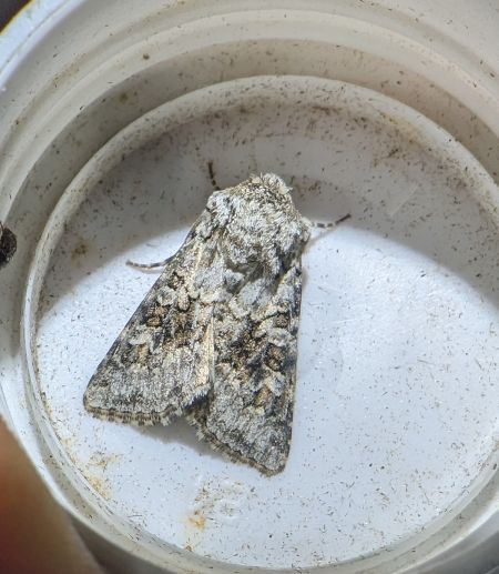 Hecatera bicolorata 