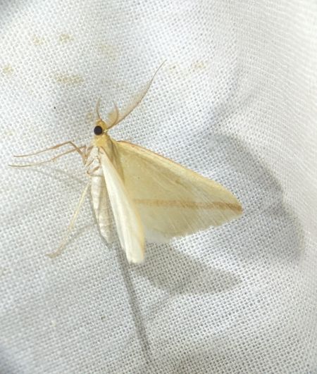 Rhodometra sacraria 