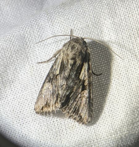 Actinotia hyperici 
