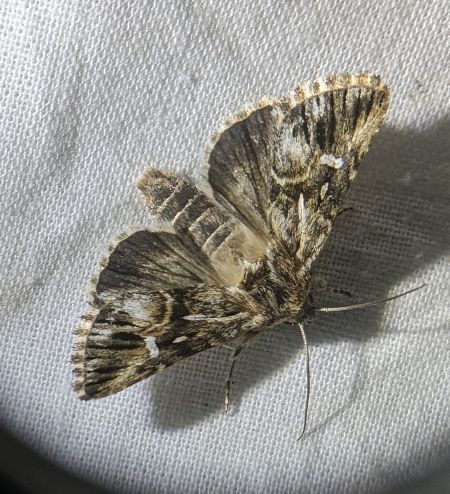 Calophasia lunula 