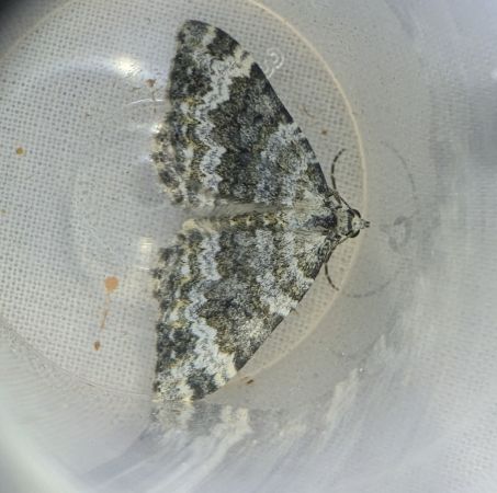 Nebula tophaceata 
