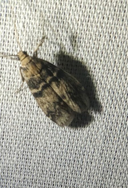 Euzophera pinguis 