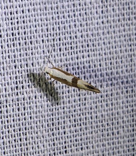 Argyresthia pruniella 