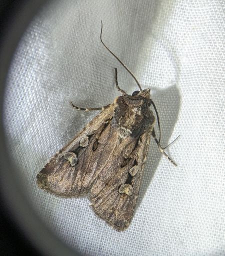 Euxoa obelisca 