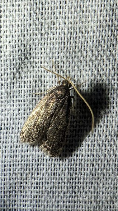Homaloxestis briantiella 