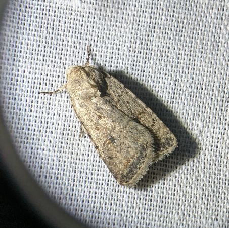 Caradrina clavipalpis 