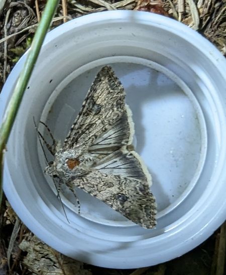 Noctuelle de l'ansérine 