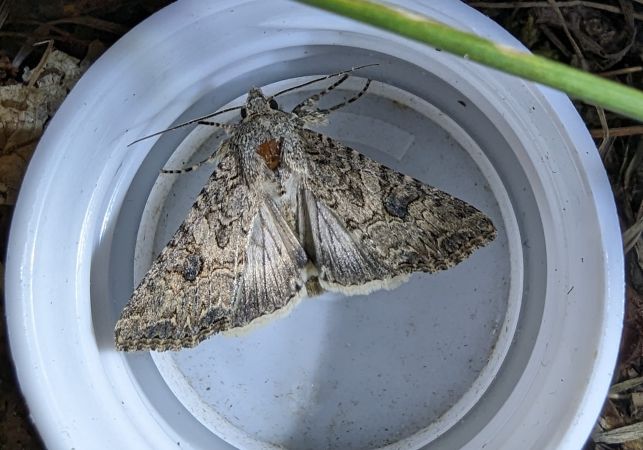 Noctuelle de l'ansérine 