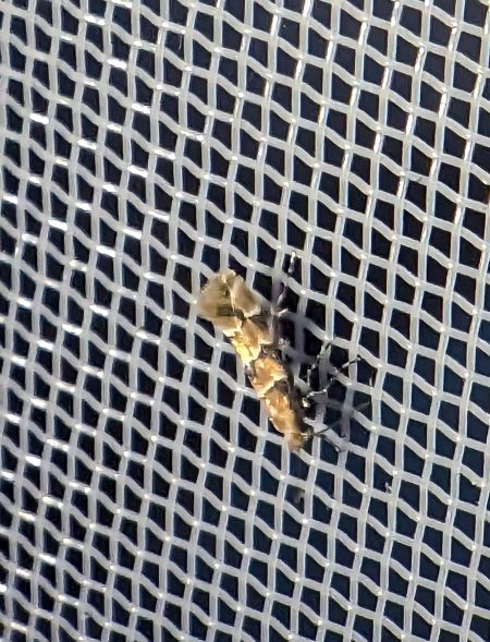 Phyllonorycter trifasciella 