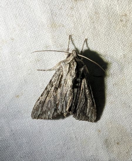 Auchmis detersa 