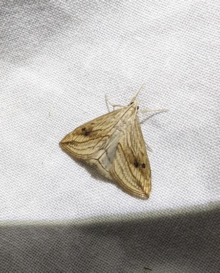 Evergestis forficalis 