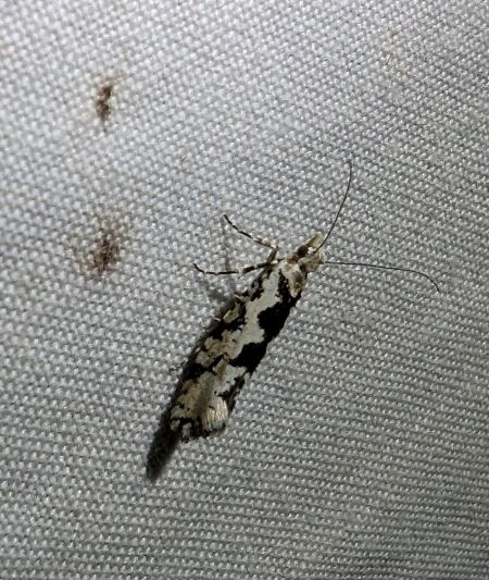 Ypsolopha sequella 