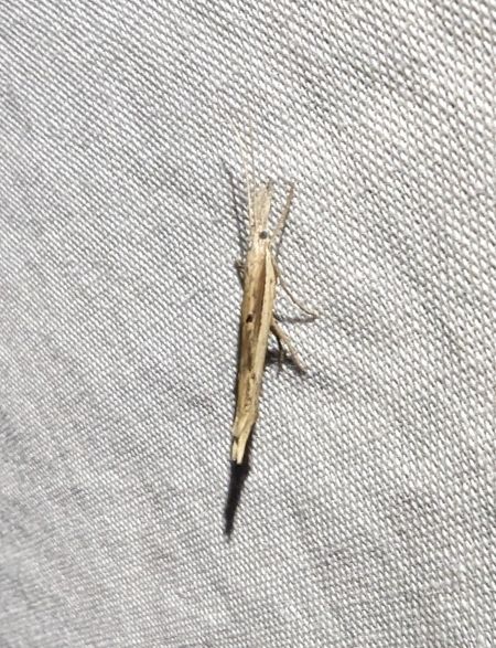 Ypsolopha mucronella 