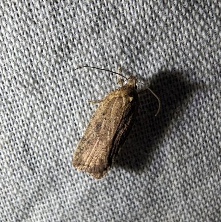 Agonopterix sp. 