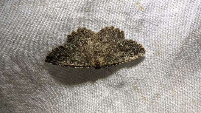 Charissa obscurata 